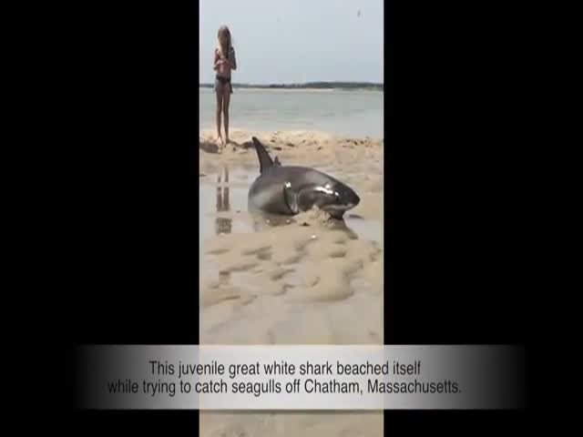 Onlookers Save a Beached White Shark from a Sandy Death