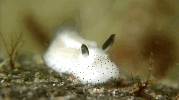 Rabbit Slugs Are Making Twitter Users Go Crazy in Japan
