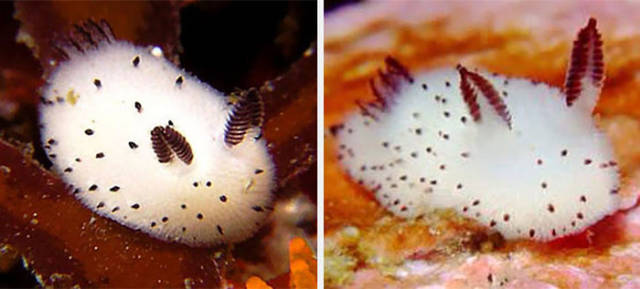 Rabbit Slugs Are Making Twitter Users Go Crazy in Japan
