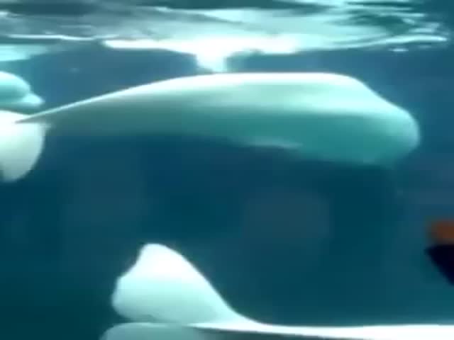 This Beluga Whale Knows How to Work a Crowd