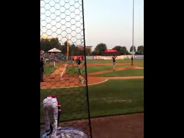 Bat Dog Retrieves Bats During Minor League Baseball Game