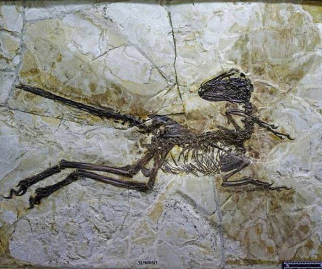 A New Breed of Dinosaur Is Uncovered in China
