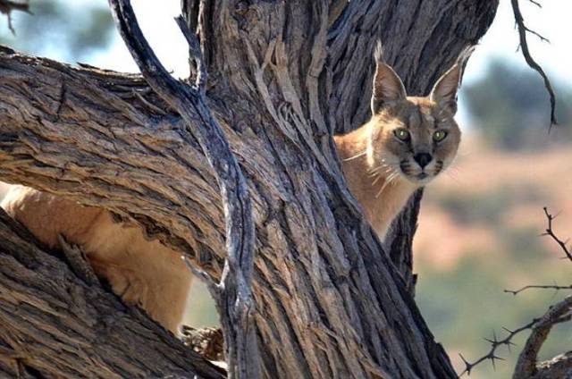 Wild Cat Tree Jumps to Escape a Predatory Lynx