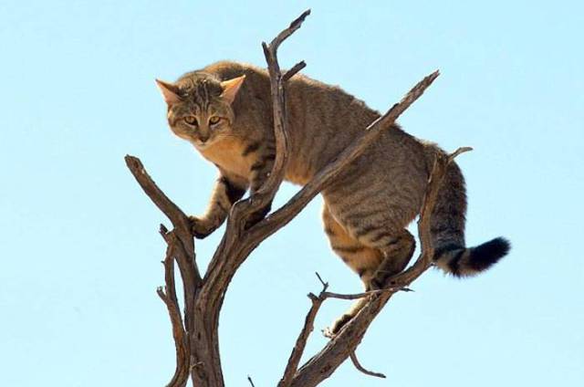 Wild Cat Tree Jumps to Escape a Predatory Lynx