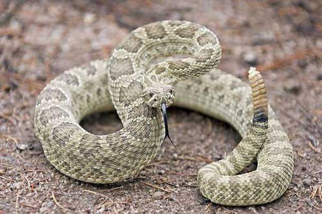 Treating a Rattlesnake Bite Will Cost You a Pretty Penny in the USA