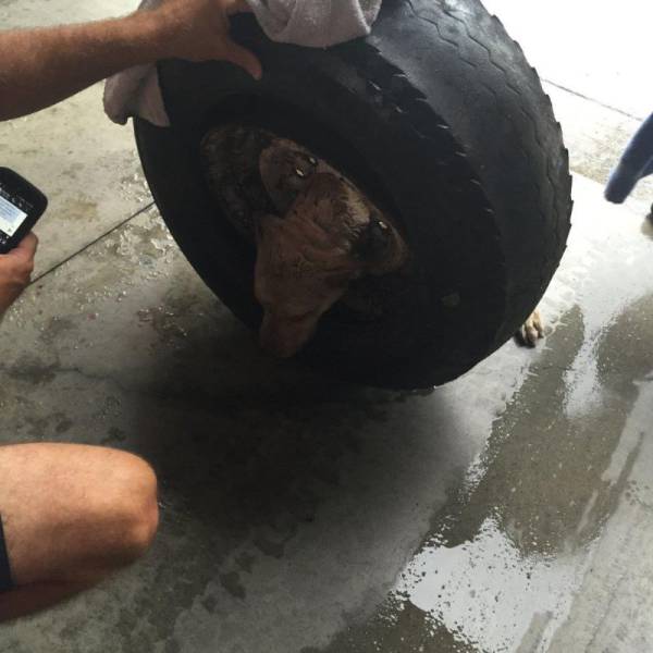 Stray Dog Gets His Head Stuck in a Wheel Rim and Firefighters Come to the Rescue
