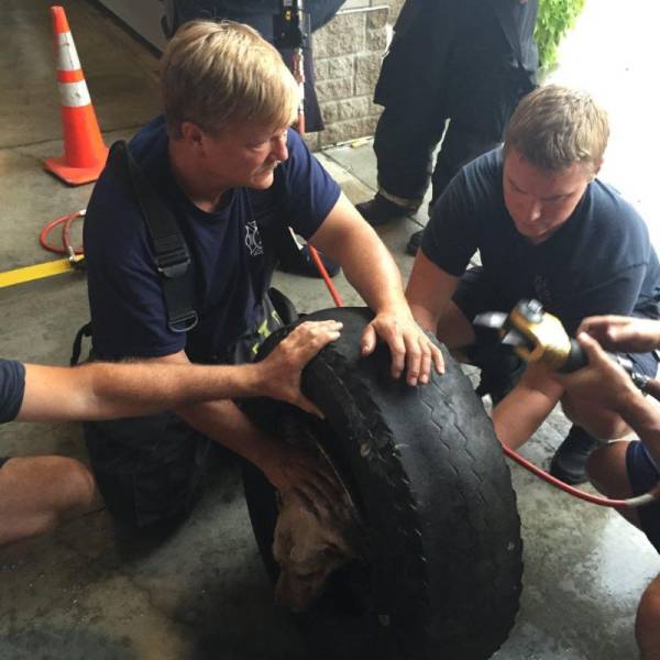 Stray Dog Gets His Head Stuck in a Wheel Rim and Firefighters Come to the Rescue