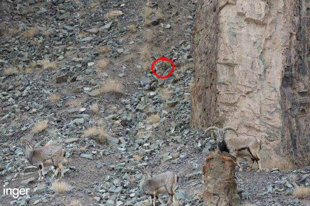 There Is a Snow Leopard In This Picture but Can You Find It?