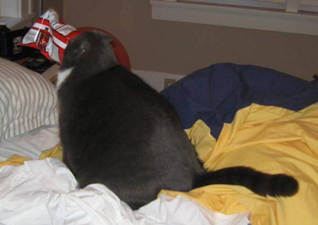 The Adorable Husky That Thinks She Is Part of the Cat Family