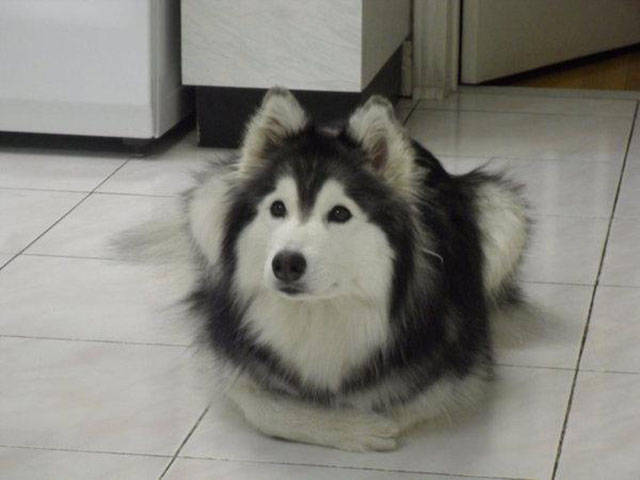 The Adorable Husky That Thinks She Is Part of the Cat Family