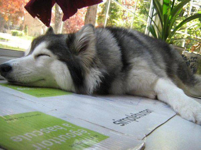 The Adorable Husky That Thinks She Is Part of the Cat Family