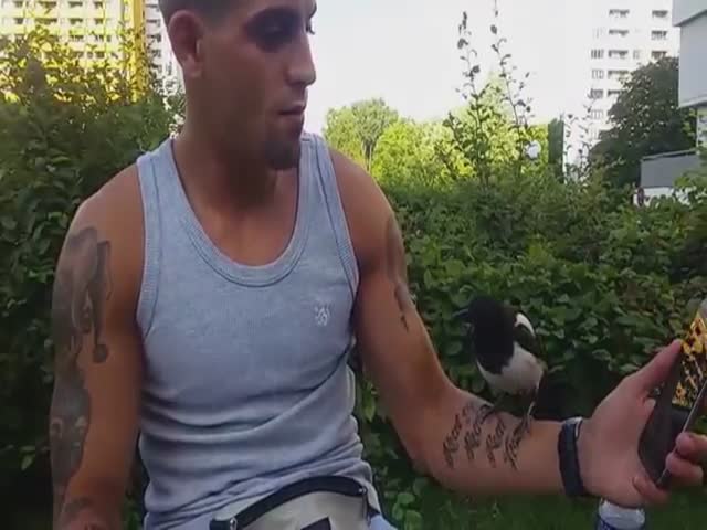 Thieving Bird Takes Off with a Massive Joint