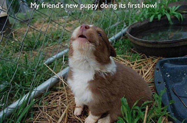 A Few Adorable Animal Firsts