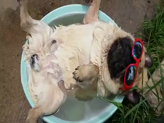 This Pug Is All Set for a Lazy Summer Sunbathing Session
