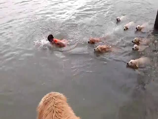 How to Bath a Group of Golden Retrievers in One Go