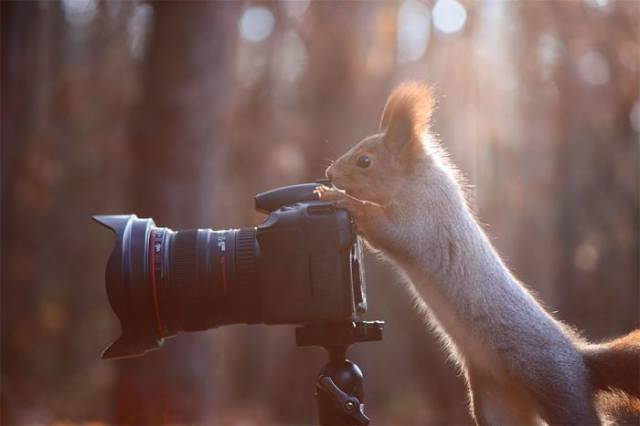 Animals That are Really Photographers in Disguise