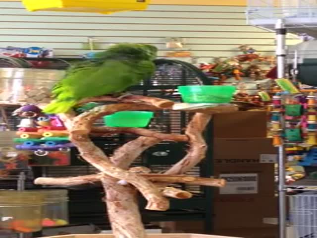 Parrot Belts Out His Own Rendition of “Everything Is Awesome” from the Lego Movie