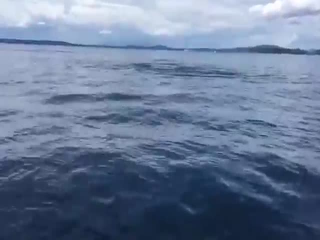 Killer Whale Frightens Boaters with Surprise Appearance