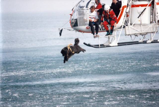 The Newfoundland Rescue Dog Is an Essential Member of the Coast Guard Team