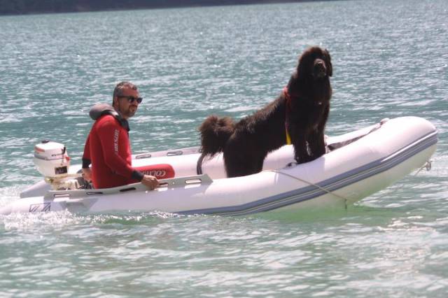 The Newfoundland Rescue Dog Is an Essential Member of the Coast Guard Team