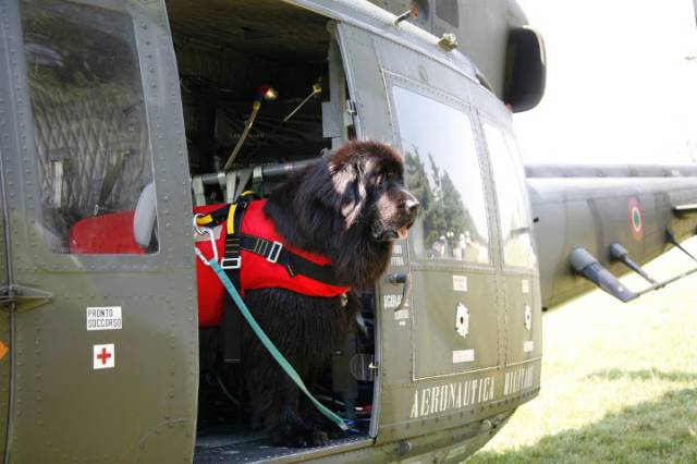 The Newfoundland Rescue Dog Is an Essential Member of the Coast Guard Team