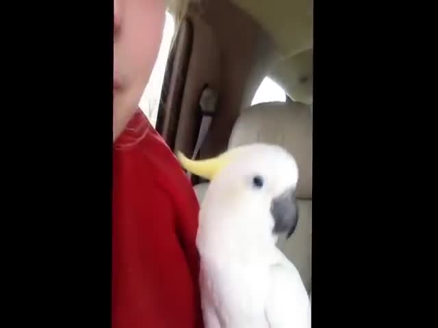 Cute Cockatoo Plays Peekabo in the Car