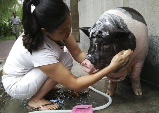 This Woman Wanted a Small Pet Pig but She Got a Little More Than She Bargained for