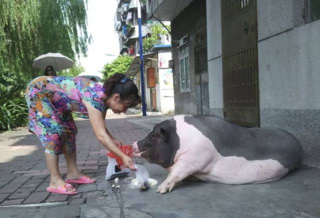 This Woman Wanted a Small Pet Pig but She Got a Little More Than She Bargained for