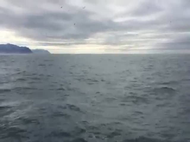 Dude Gets a Little Overexcited When a Whale Beaches Right Alongside His Boat