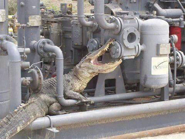 Morning Picdump Morning Picdump