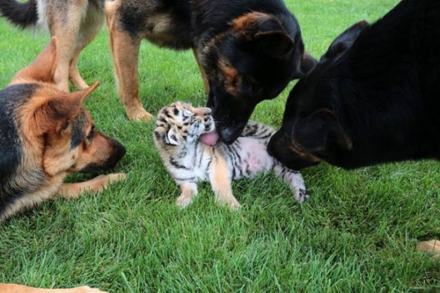 A Tiger Cub and Its Sweet Canine Family
