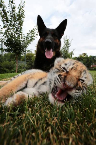 A Tiger Cub and Its Sweet Canine Family