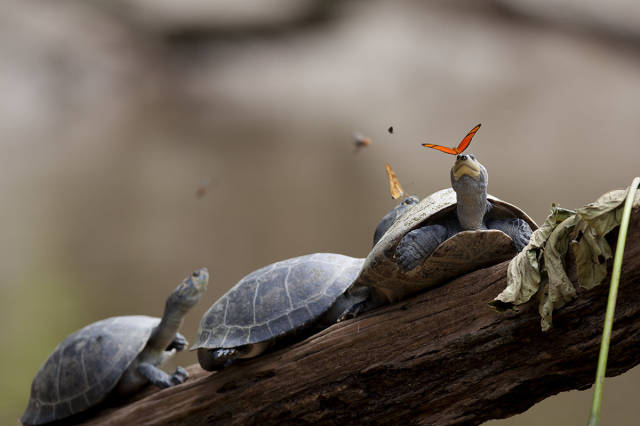 Daily Picdump [WEEKEND EDITION]