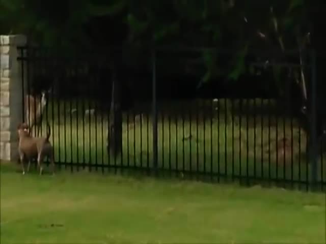 Dog And Deer Play Between Fence
