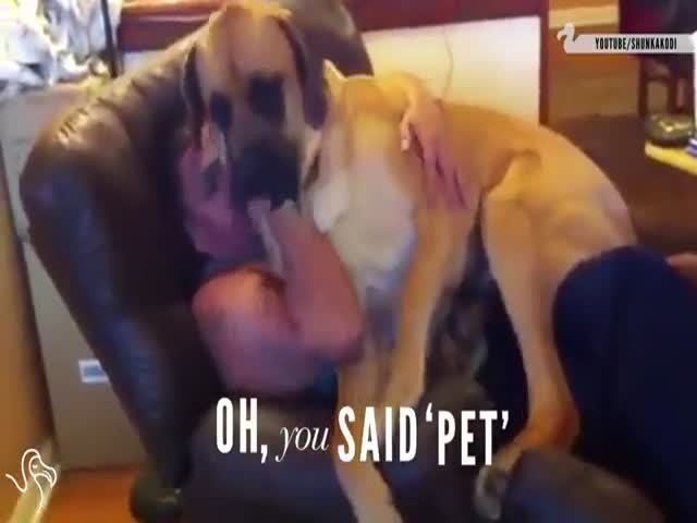 These Big Dogs Are Determined to Be Lap Dogs Too