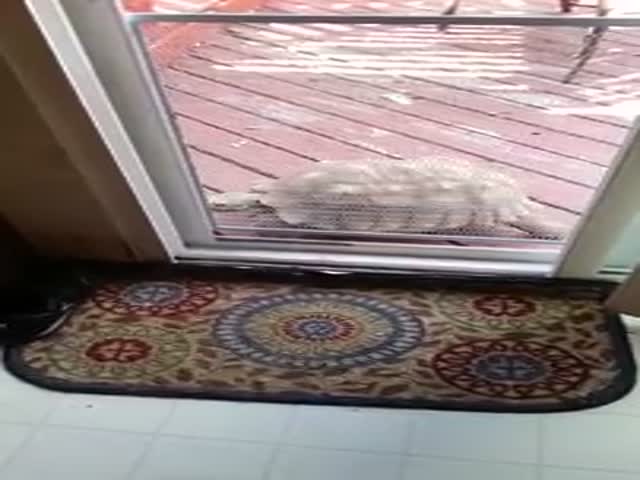 This Tortoise Has Learnt How to Let Himself into the House