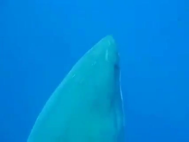 This Giant Great White Shark Is the Biggest One Recorded Ever