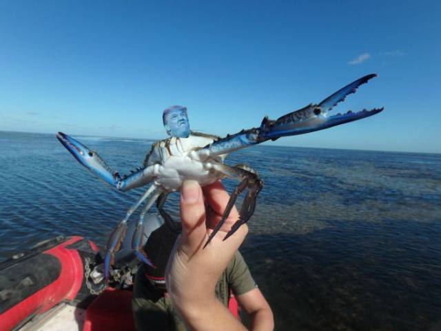 The Cool Blue Crab That Is Taking the Internet by Storm