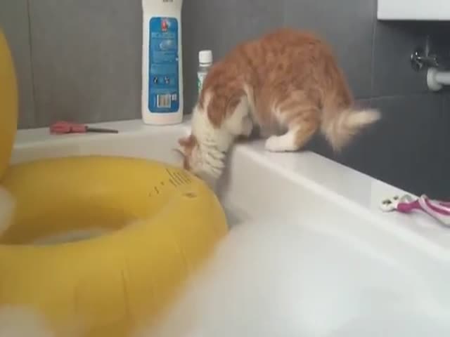 Inquisitive Cat Suffers from a Bad Judgement Decision