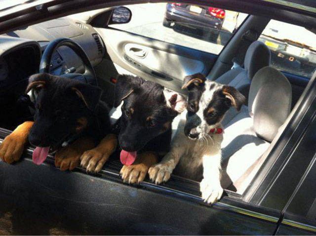 Adorable Adopted Dogs on Their First Car Rides with Their New Families