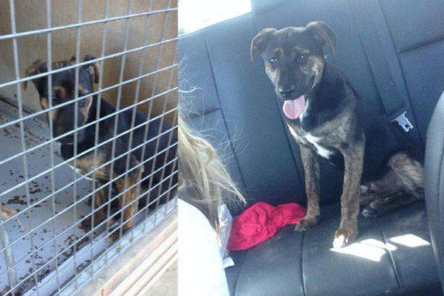 Adorable Adopted Dogs on Their First Car Rides with Their New Families