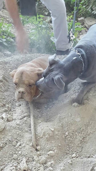 Kind Stranger Finds a Dog Buried Alive and Comes to Its Rescue