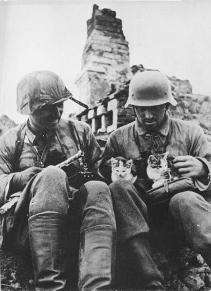 Soldiers Share Some Bonding Time with Cats