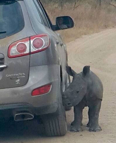 Baby Rhino Looks for His New Family in the Strangest Place