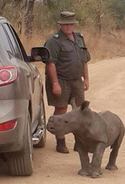 Baby Rhino Looks for His New Family in the Strangest Place Baby Rhino Looks for His New Family in the Strangest Place