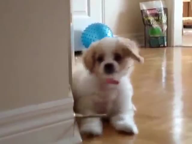 Adorable Puppy Encounters a Doorstop for the First Time