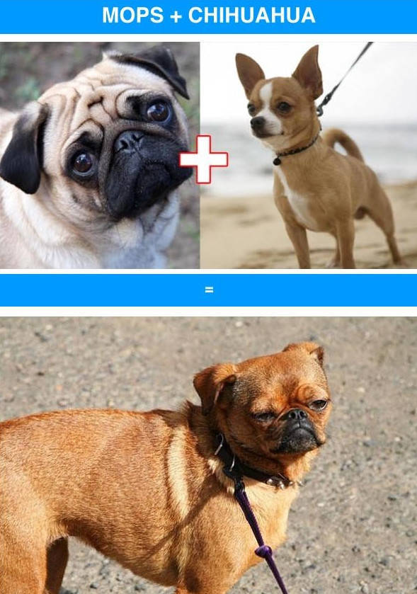 Awesome Dog Mashups between Unlikely Breeds