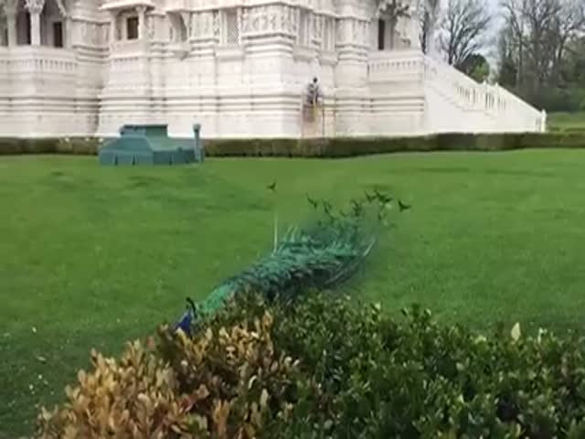 This Peacock Puts on Quite a Show for the Camera