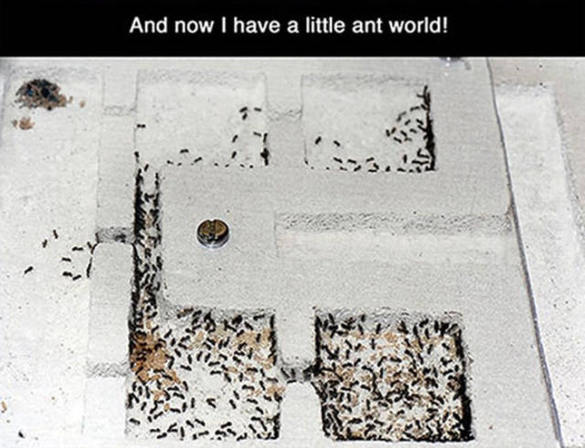 Now You Can Make Your Own Ant Colony at Home