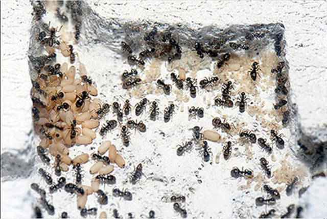 Now You Can Make Your Own Ant Colony at Home